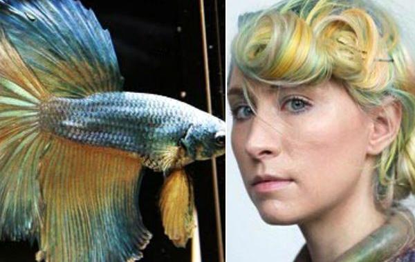 двухцветное омбре, омбре в стиле бойцовской рыбки, покрасила волосы в стиле бойцовской рыбки