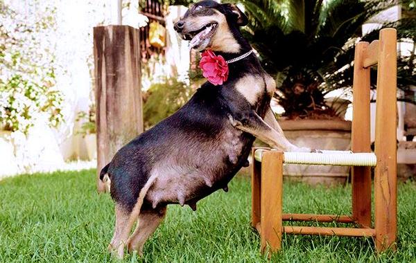 фотосессия беременной собаки, беременная собака фото, Лилика, Lilica, Ана Паула Грилло, Ana Paula Grillo