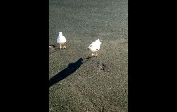 научил чаек отбивать чечетку, научил танец танцевать, чайка танцует чечетку