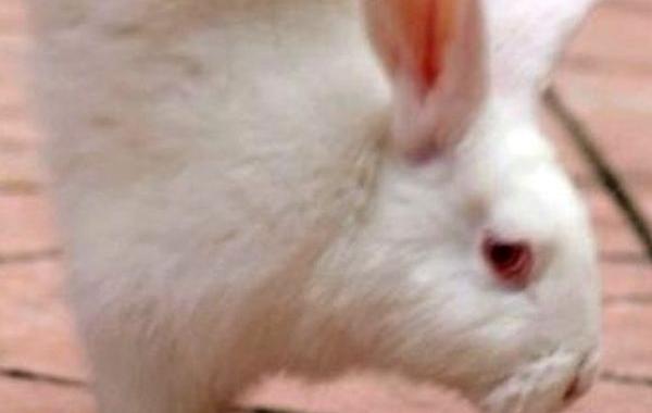 кролик инвалид, кролик ходит на передних лапах, кролик еда для питона