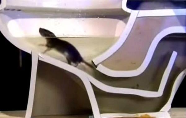 крысы забраться через унитаз, как крыса залазит в дом через унтах