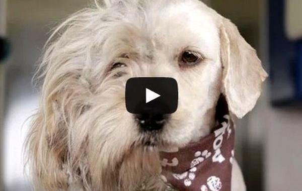 пес Чарли после стрижки, спасение собаки при помощи стрижки, собака до и после стрижки