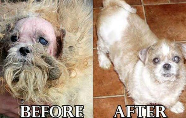 собаки до и после спасения, собаки до и после ухода, собаки до и после стрижки