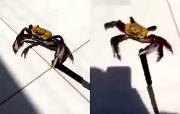 краб с ножом, краб с ножом убегает с кухни