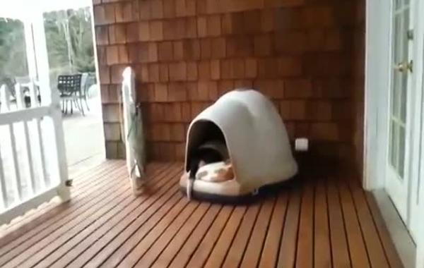 Сколько собак может поместиться в этой конуре?