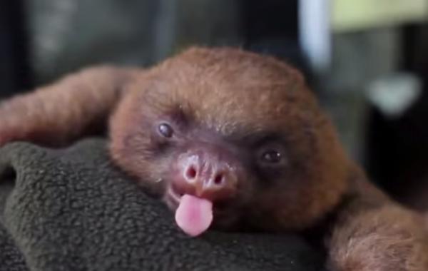 Все самые милые детеныши животных в одном видео