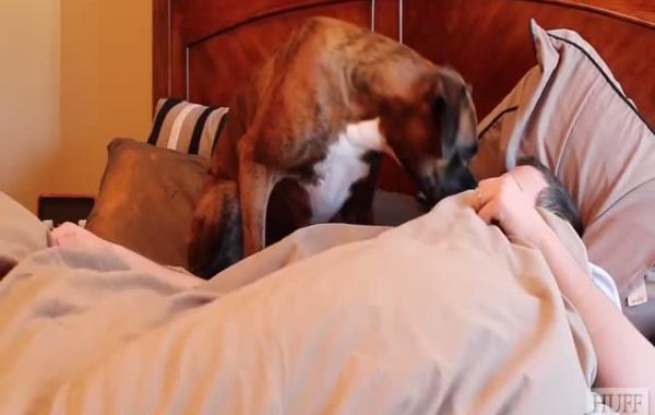 Лучшие будильники - это собаки