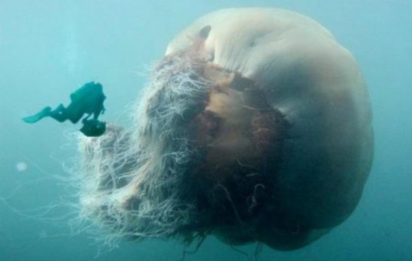 Арктическая цианея - самое большое животное на земле