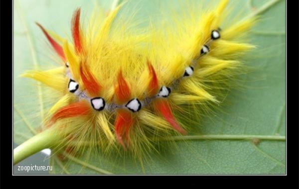 животные факты,интересное,знаете ли вы