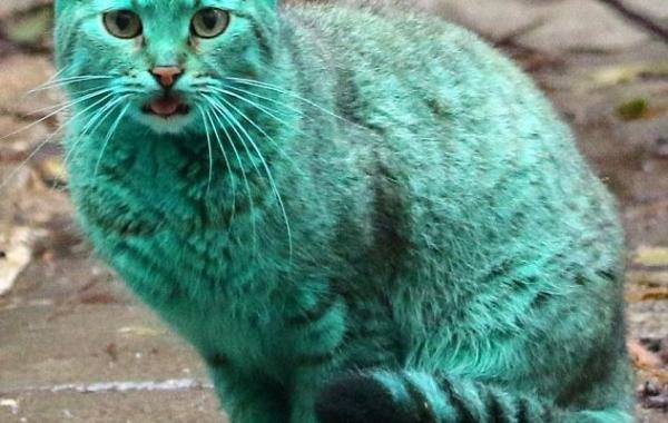 зелёный кот Варна, Green cat Varna