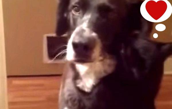 кот обнимает собаку, кошка не видела собаку 10 дней, кошка обнимает собаку не видела 10 дней