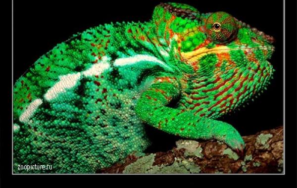 Интересные факты о животных