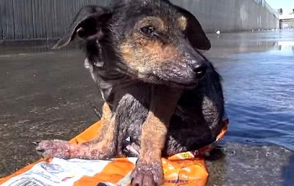 Jordan dog, спасение щенка Джордана, щенку отрезали лапу и сбросили с моста, спасение щенка, Hope For Paws