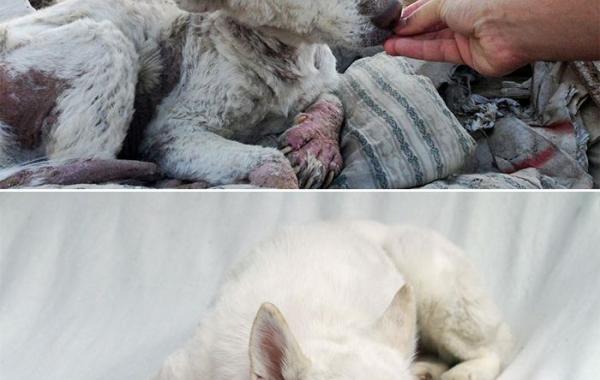 16 фотографий собак, находящихся на грани смерти, в стиле до и после