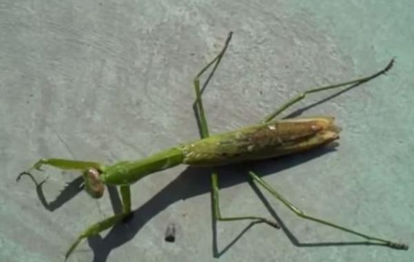 из богомола вылез огромный паразит, паразит в богомоле