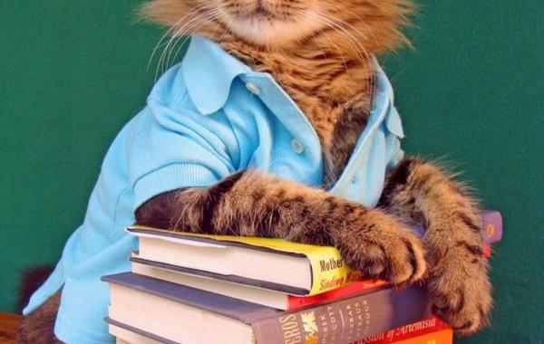 joann biondi, lorenzo rhe cat, кот Лоренцо, Джоан Бионди, кот модель