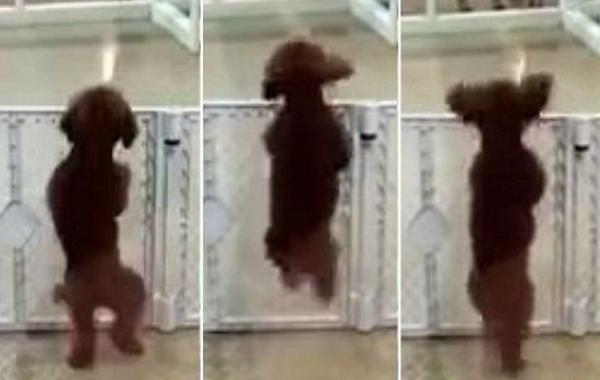 собака рейвер, собака танцует, собака танцует рейв