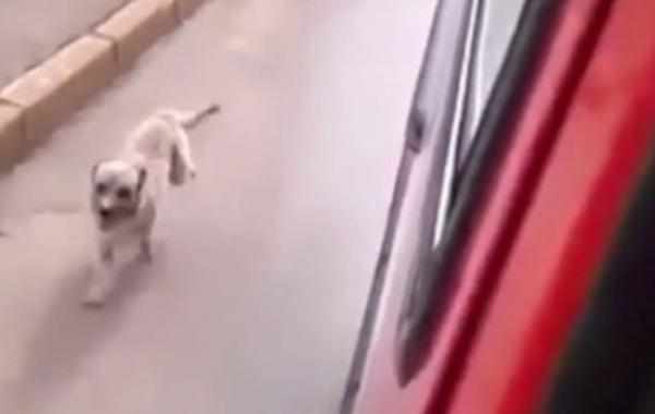 собака бежала за скорой помощью, собака сопровождала хозяина в скорой помощи, собака была рядом с хозяином в больнице, собака и хозяин в больнице