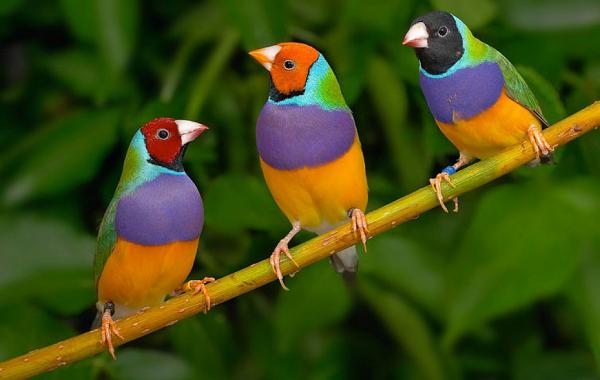 Гульдова амадина самая яркая птица 