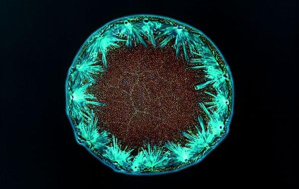 Наркотики под микроскопом