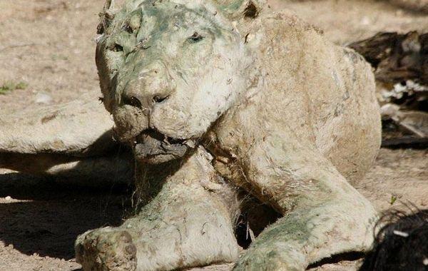 зоопарк Сектора Газа, зоопарк смерти, десятки умерших животных в зоопакре Сектора Газа, зоопарк без присмотра, животные в зоопарке без еды и воды