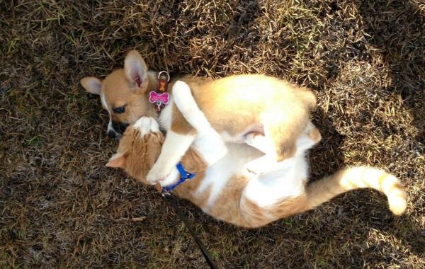 Манго и Люси, кошка и собака любят обниматься, животные обнимаются