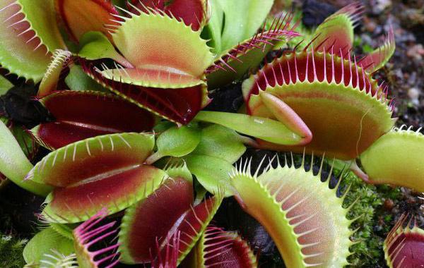 Самые жуткие растения нашей планеты