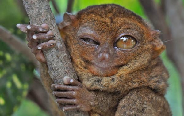 Долгопят или тарсиер