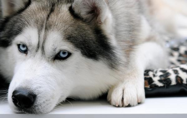 Сибирский хаски