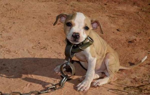 Спасение 8-недельного щенка, в результате крупнейшего рейда по фермам бойцовских собак