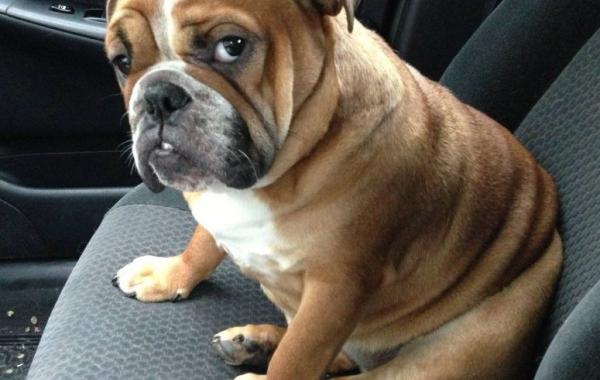 20 собак, навсегда потерявших доверие к своим владельцам