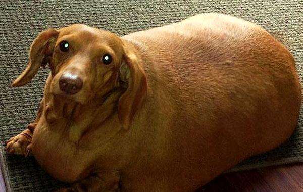 такса похудела на 20 кг, такса до и после похудения, такса сильно похудела, собака после похудения, такса Деннис