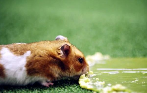 годзилка, хомякзилла, хомяк съел радиоактивные отходы, хомяк годзилла, хомяк годзилла видео