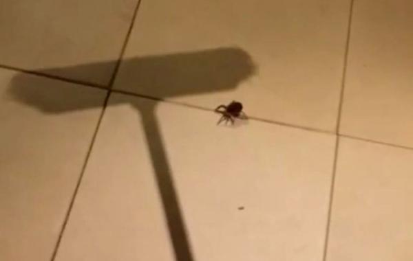 хотел убить паука, из паука выбежало много пауков, пауки из паука, убил паука из него выбежали