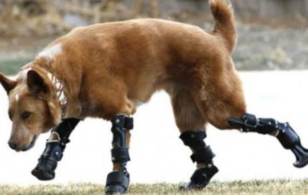 протезы для животных, животные инвалиды протезы, истории животных с протезами