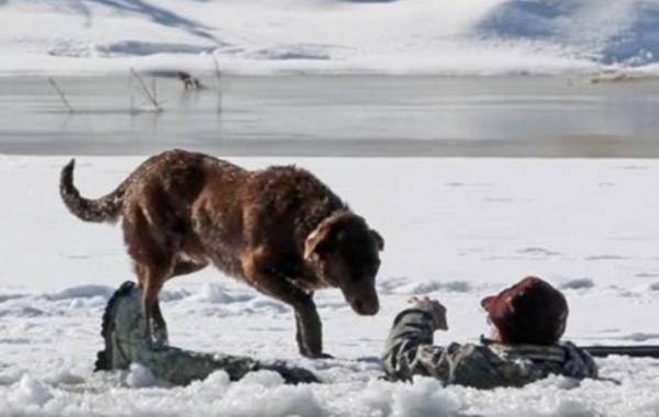 Собаки-герои и душещипательные истории их преданности