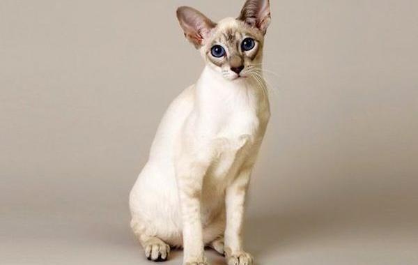 10 самых редких и дорогих пород кошек