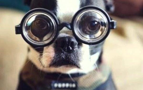 умные животные, животные с высоким интеллектом, уникальные способности животных 