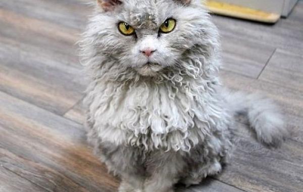 cat Albert,The Sheep-Cat , кучерявый кот Альберт, злой кот Альберт