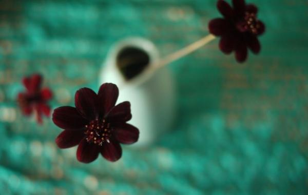 Самые редкие цветы на Земле