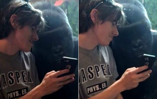 горилла любит смотреть фото на смартфоне, горилла смотрит фотографии на смартфоне, горилла Джелани, горилла показывает когда перелистнуть фотографию, горилла смартфон