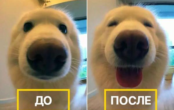 питомцы до и после того как их похвалили, когда сказал собаке хороший мальчик