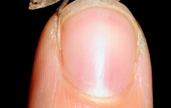 Самыы маленькие животные