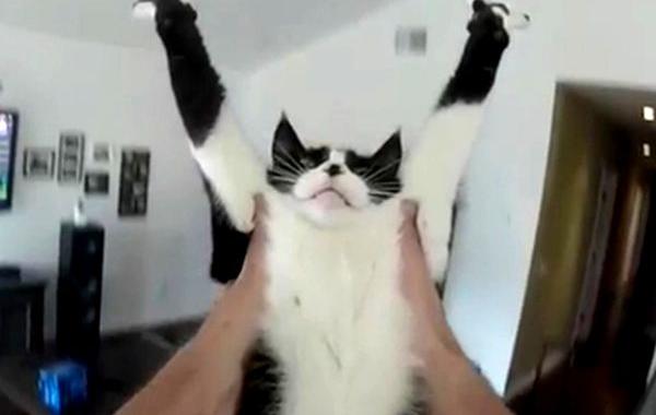 кошачьи обнимашки, кошки хотят обниматься сейчас, кошки любят обниматься, кошки нуждаются в объятиях, кошки обнимаются