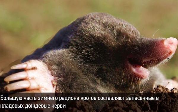 факты о животных, всё о животных