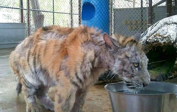 тигр весивший 13 кг, тигр Ааша, спасение тигра из цирка