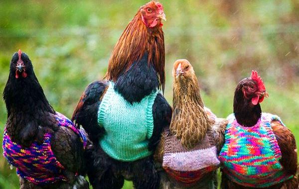 свитера для спасенных кур, женщины вяжут свитера для кур