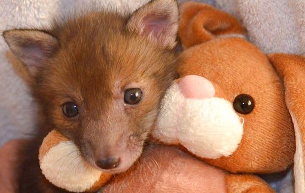 Пагл спасённый лисёнок, лисёнок не расстаётся со своим плюшевым кроликом