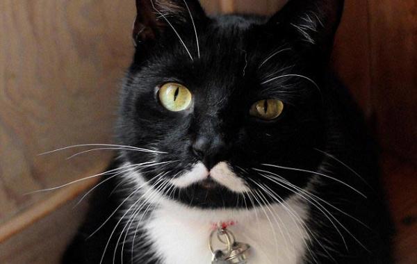 Мяосиф, Meowseph, кот двойник Сталина, кот похожий на Сталина, кошачья версия Сталина