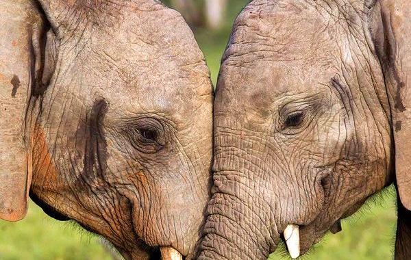 слоны целуются, слоновья любовь, слоны обнимаются